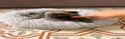 Pomerania perros en venta: pomerania  - Anuncio 8