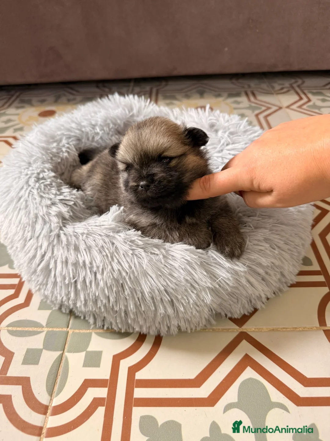 Pomerania perros en venta: pomerania  - Anuncio 8