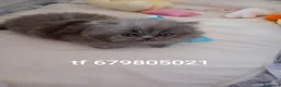 Persa gatos en venta: Disponible gatitos persa  - Anuncio 7