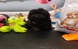 Caniche Toy perros en venta: Caniche toy merles y negros - Imagen 3