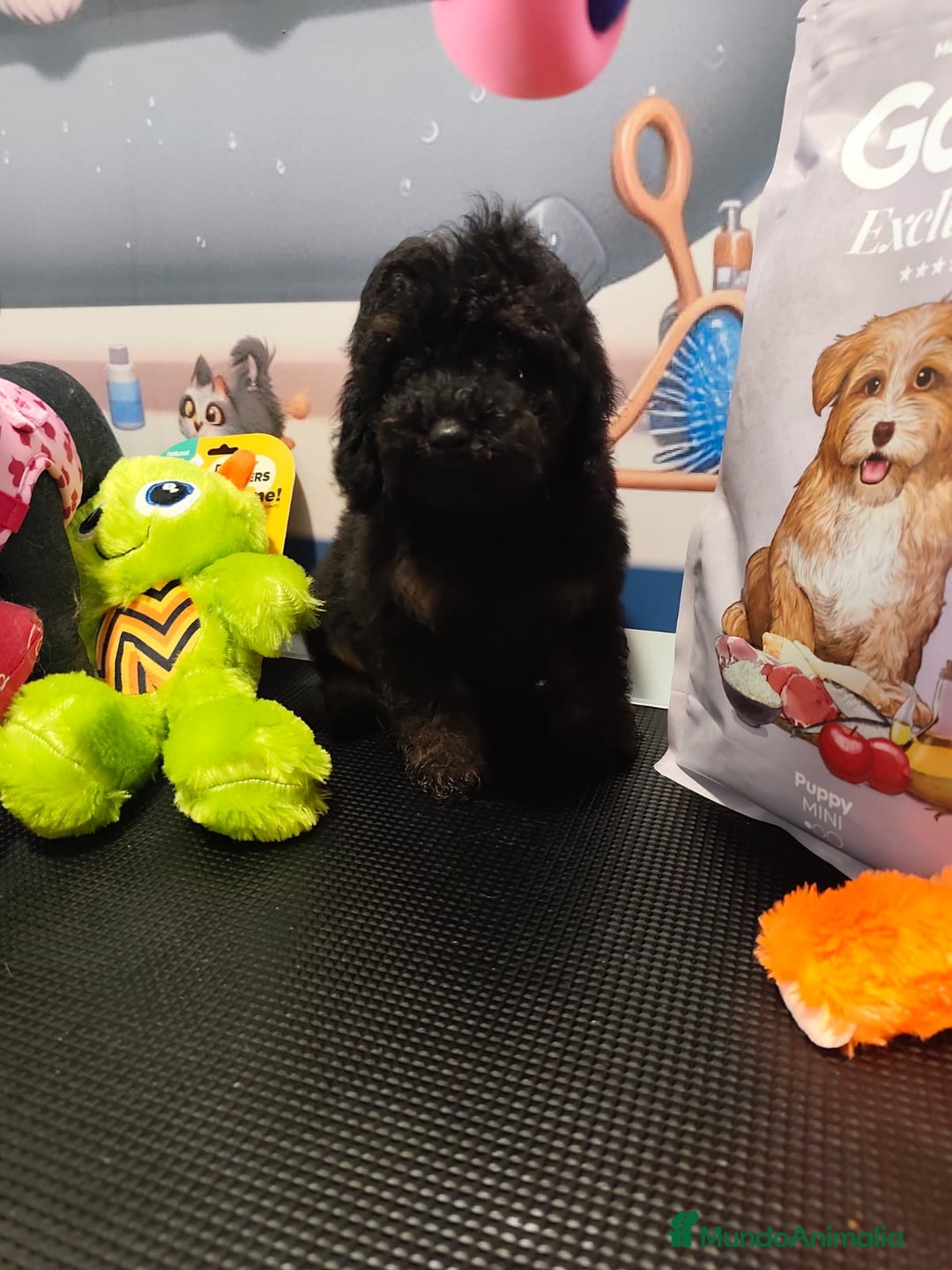 Caniche Toy perros en venta: Caniche toy merles y negros - Imagen 3