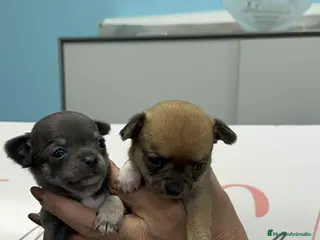 Chihuahua perros Chihuahua súper miniatura - Anuncio 1