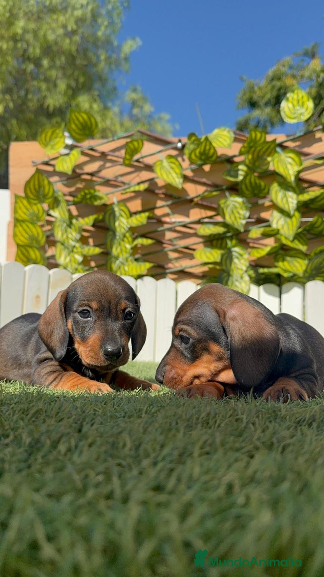 Teckel Miniatura perros en venta: TECKEL MINIATURA - Imagen 14