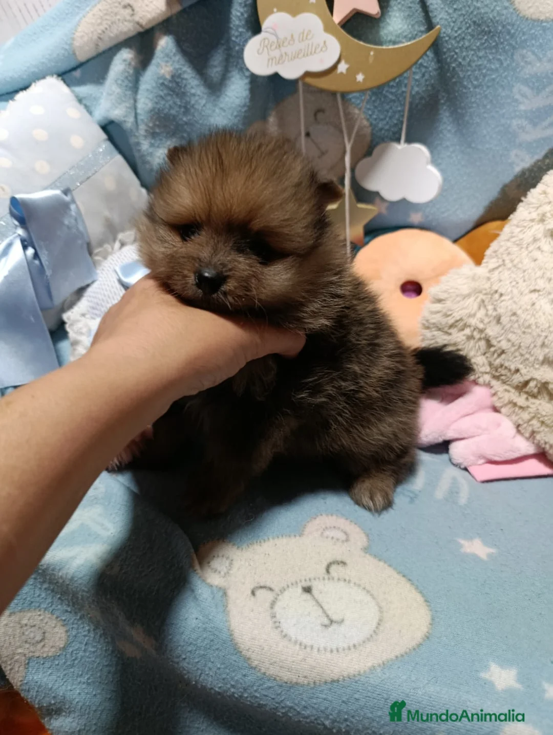 Pomerania perros en venta: Pomerania machos  - Anuncio 1