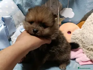 Pomerania perros Pomerania machos - Anuncio 4