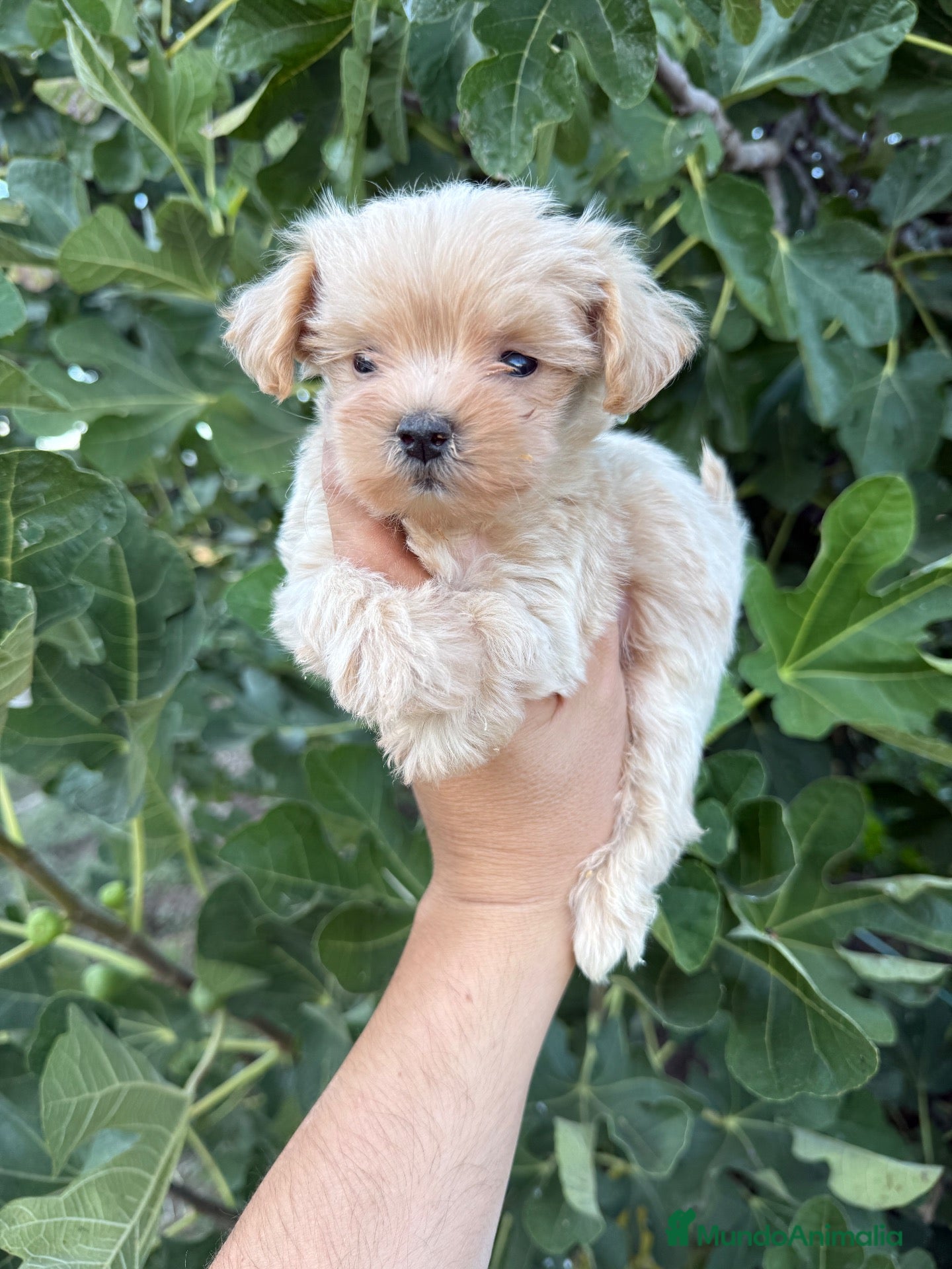 Maltipoo perros Maltipoo - Anuncio 1