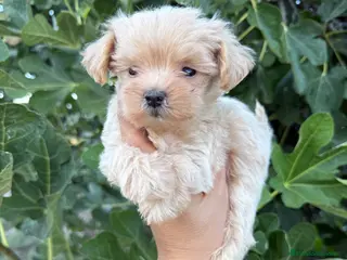 Maltipoo perros Maltipoo - Anuncio 1