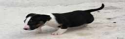 Bull Terrier perros en venta: Bull Terrier  - Anuncio 28