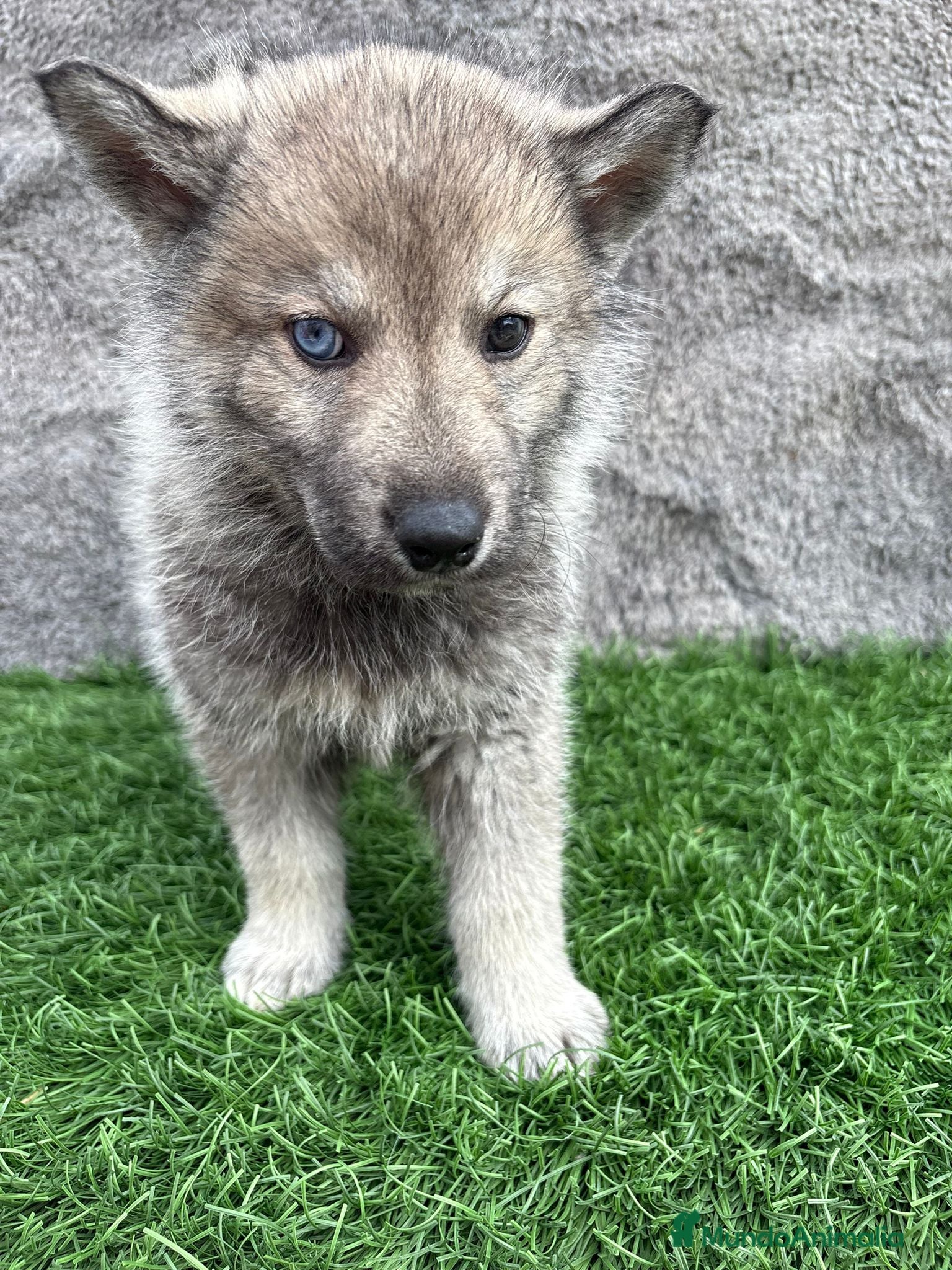 Husky Siberiano perros Macho de Husky siberiano agouti ojo azul  - Anuncio 2