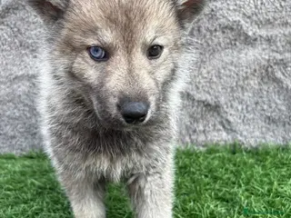 Husky Siberiano perros Macho de Husky siberiano agouti ojo azul - Anuncio 2