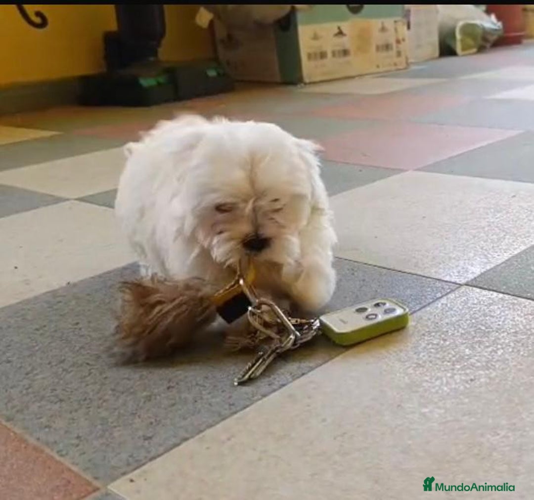 Bichón Maltés perros en venta: Bichon maltés toy  - Imagen 1