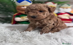 Caniche Toy perros en venta: CANICHE TOY - Anuncio 7