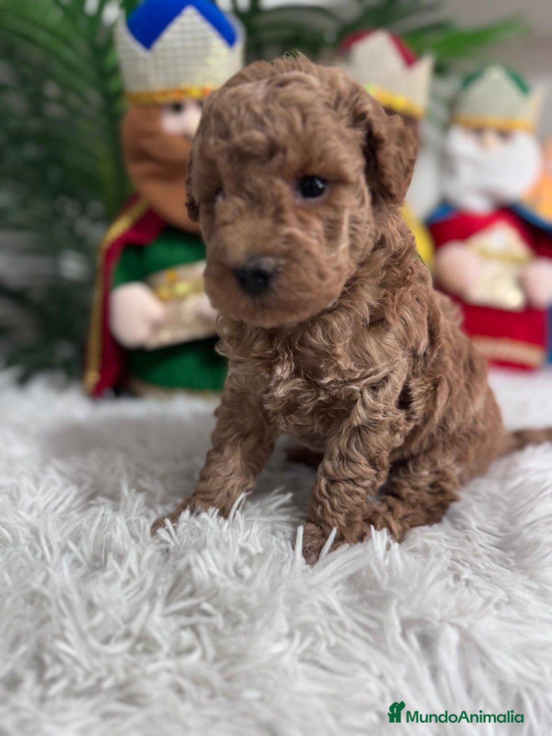 Caniche Toy perros en venta: CANICHE TOY - Anuncio 7