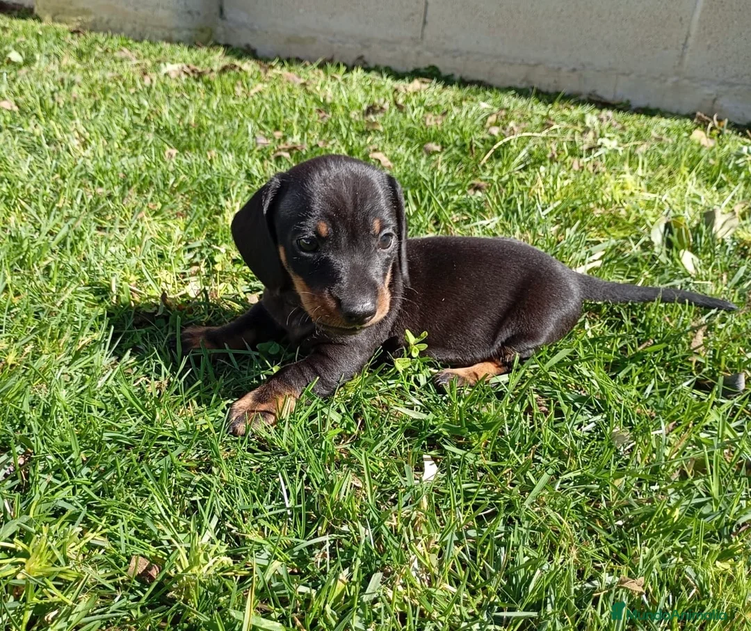 Teckel Miniatura perros en venta: Teckel Negro Fuego  - Anuncio 3