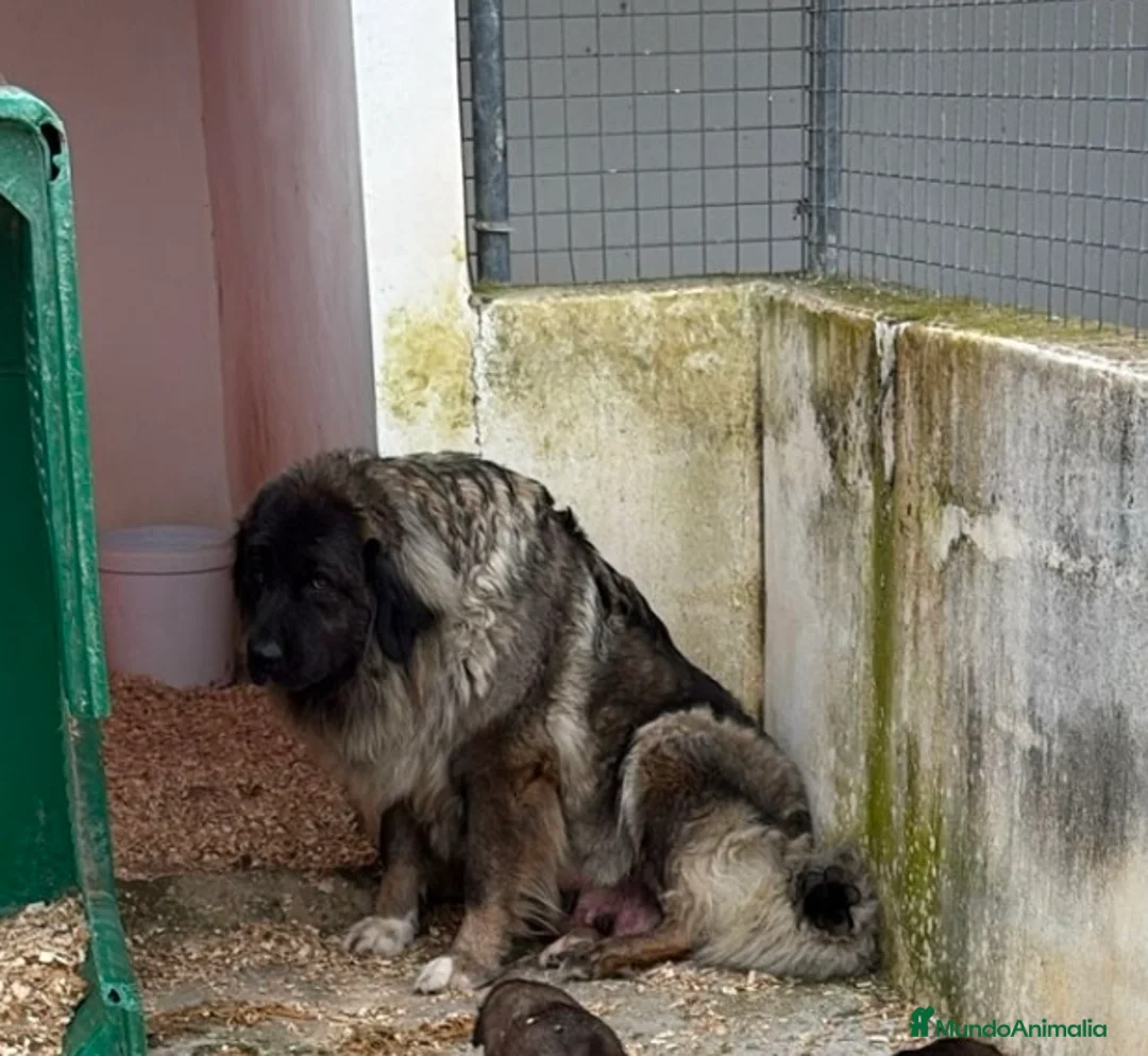 Pastor del Cáucaso perros en venta: Pastor del caucásico  - Anuncio 1