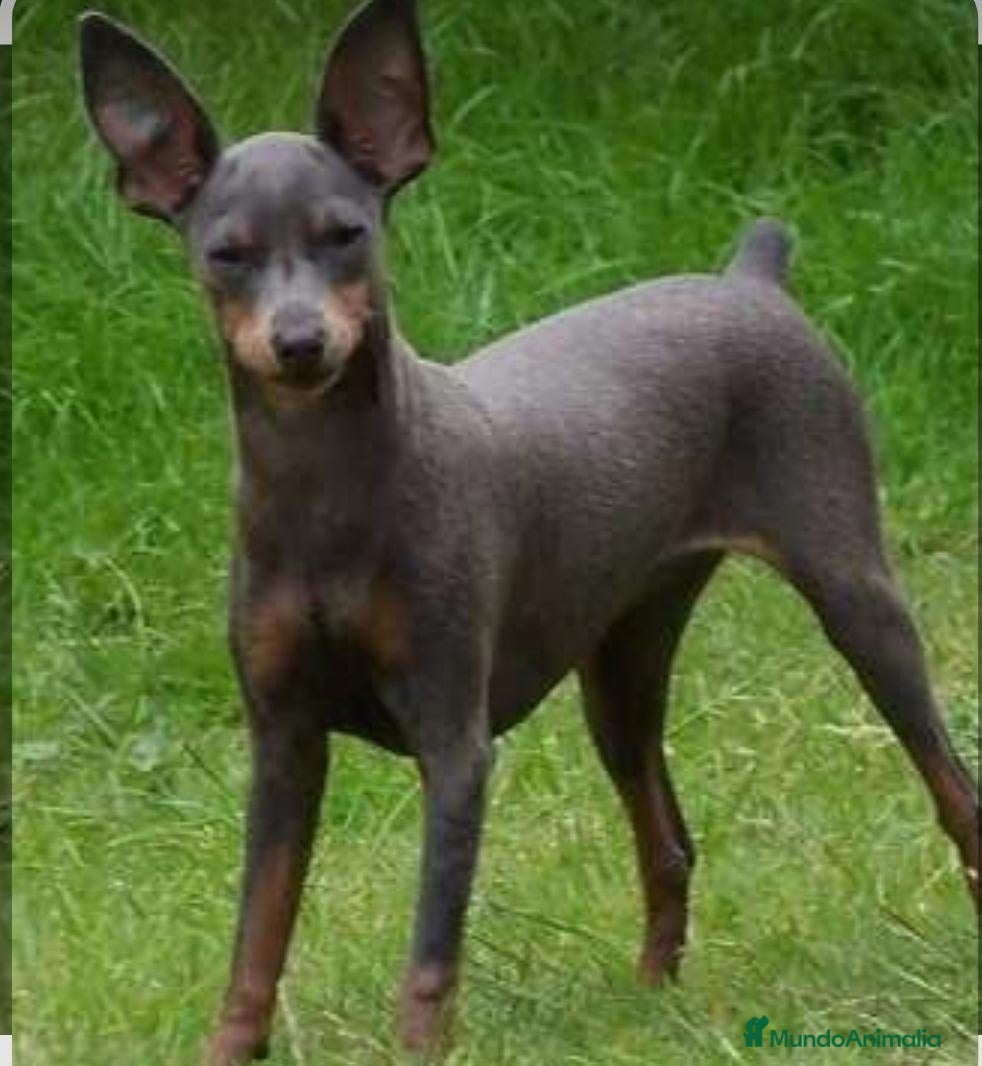 Pinscher Miniatura perros Mini pinscher blue A Coruña  - Anuncio 2