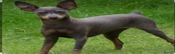 Pinscher Miniatura perros en venta: Mini pinscher blue A Coruña  - Anuncio 1