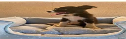 Border Collie perros en venta: CACHORROS BORDER COLLIE LÍNEA DE TRABAJO  - Anuncio 3