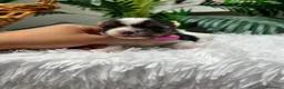 Yorkshire Terrier perros en venta: YORKSHIRE BIEWER - Anuncio 8