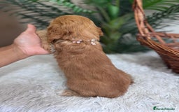Otras razas perros en venta: COCKAPOO - Imagen 5