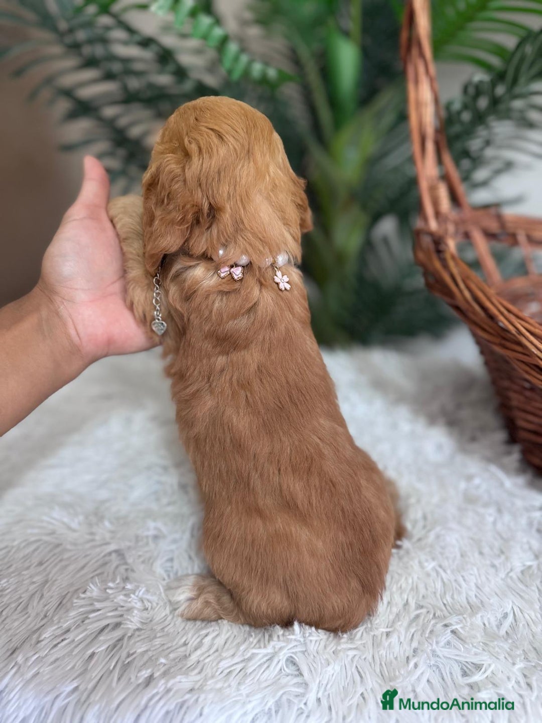 Otras razas perros en venta: COCKAPOO - Imagen 5