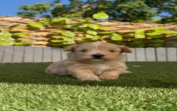 Maltipoo perros en venta: MALTIPOO MACHO - Imagen 17
