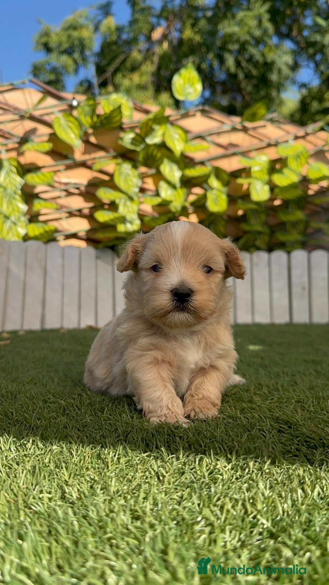 Maltipoo perros en venta: MALTIPOO MACHO - Imagen 17