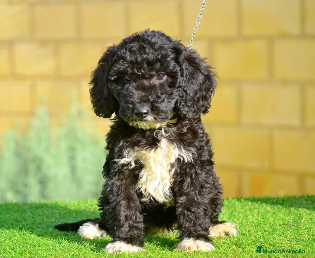 Perro de Agua Español perros en venta: Perro de agua , cachorros  - Anuncio 2