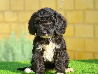 Perro de Agua Español perros Perro de agua , cachorros - Anuncio 6
