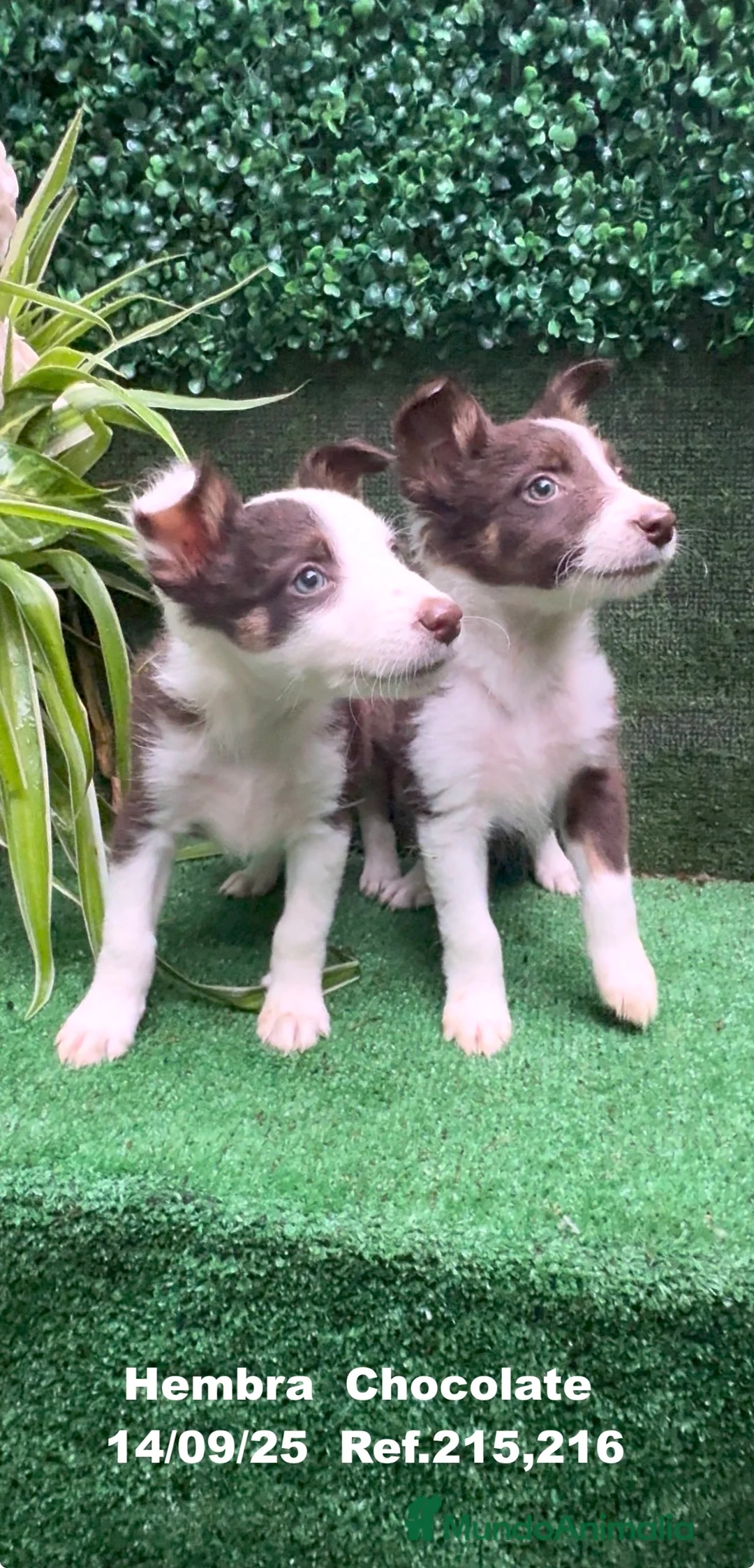 Border Collie perros en venta: Border Collie Chocolate - Anuncio 5