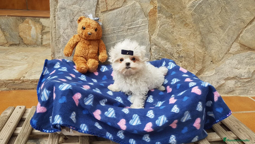 Bichón Maltés perros en venta: Bichon Maltés preciosos  en Barcelona - Anuncio 5