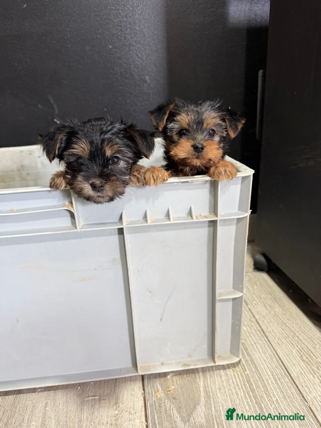 Yorkshire Terrier perros en venta: Yorkisiri mini Toy  - Anuncio 1