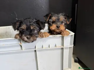 Yorkshire Terrier perros Yorkisiri mini Toy - Anuncio 1