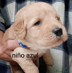 Labradoodle Cachorro 2