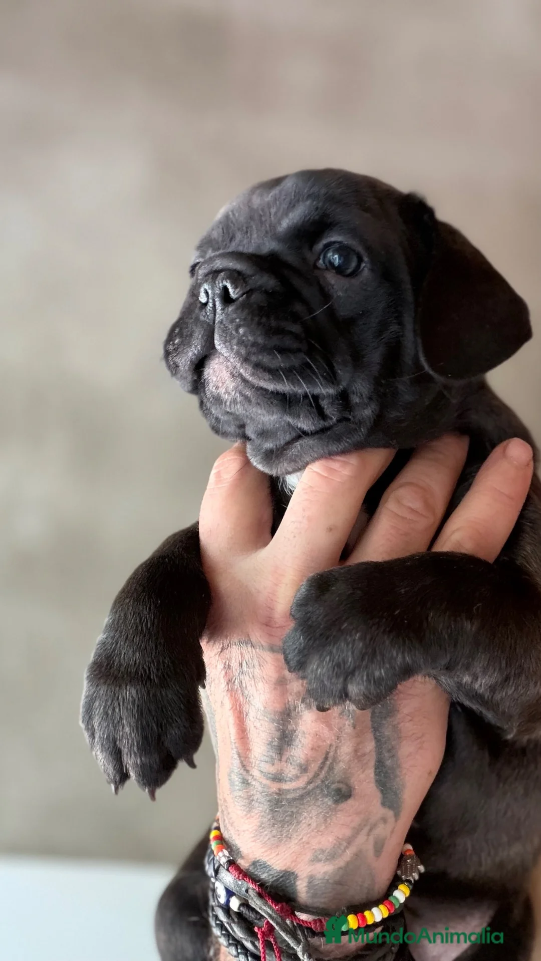 Bulldog Francés perros en venta: Buldog frances - Anuncio 6