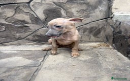 Whippet perros en venta: Whippet  - Imagen 7
