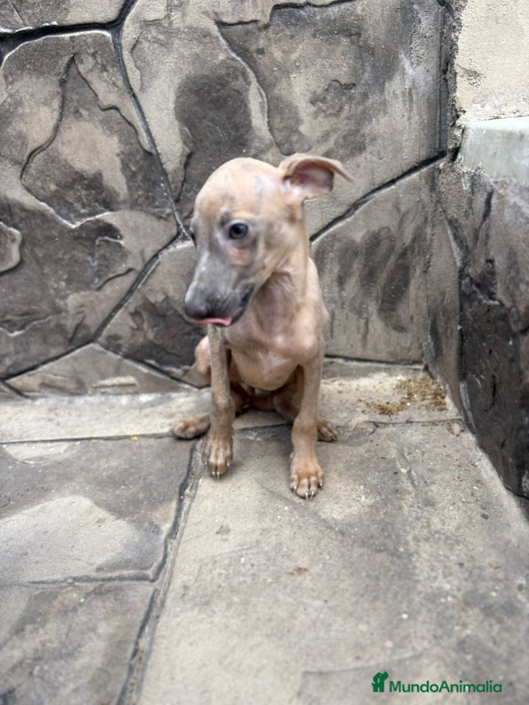 Whippet perros en venta: Whippet  - Imagen 7