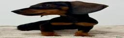 Teckel Miniatura perros en venta: Teckel miniatura - Anuncio 1