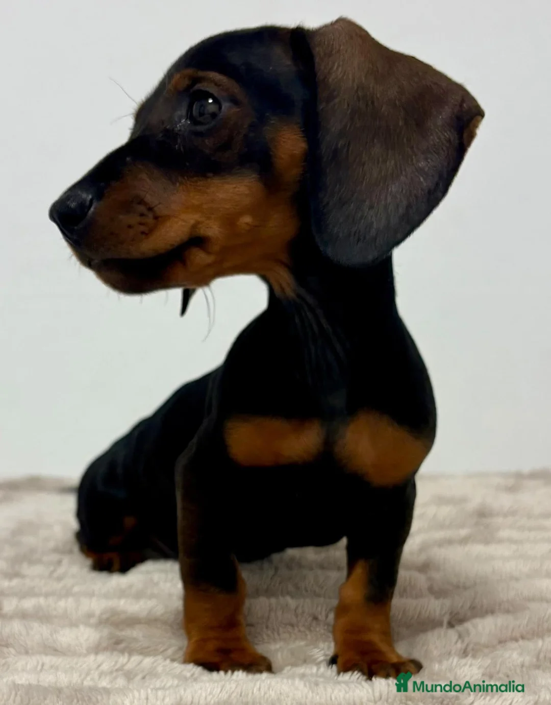Teckel Miniatura perros en venta: Teckel miniatura - Anuncio 1