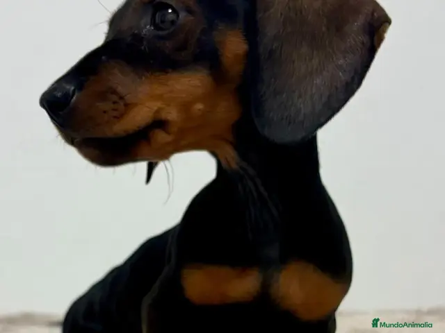 Teckel Miniatura perros Teckel miniatura - Anuncio 3