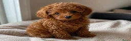 Caniche Toy perros en venta: Caniche Toy Rojo - Anuncio 1
