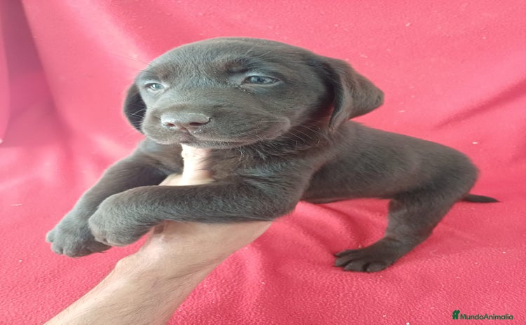 Labrador Retriever perros - Propaganda 8