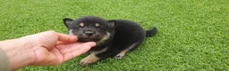 Shiba Inu perros en venta: Shiba Inu Calidad Top - Anuncio 7