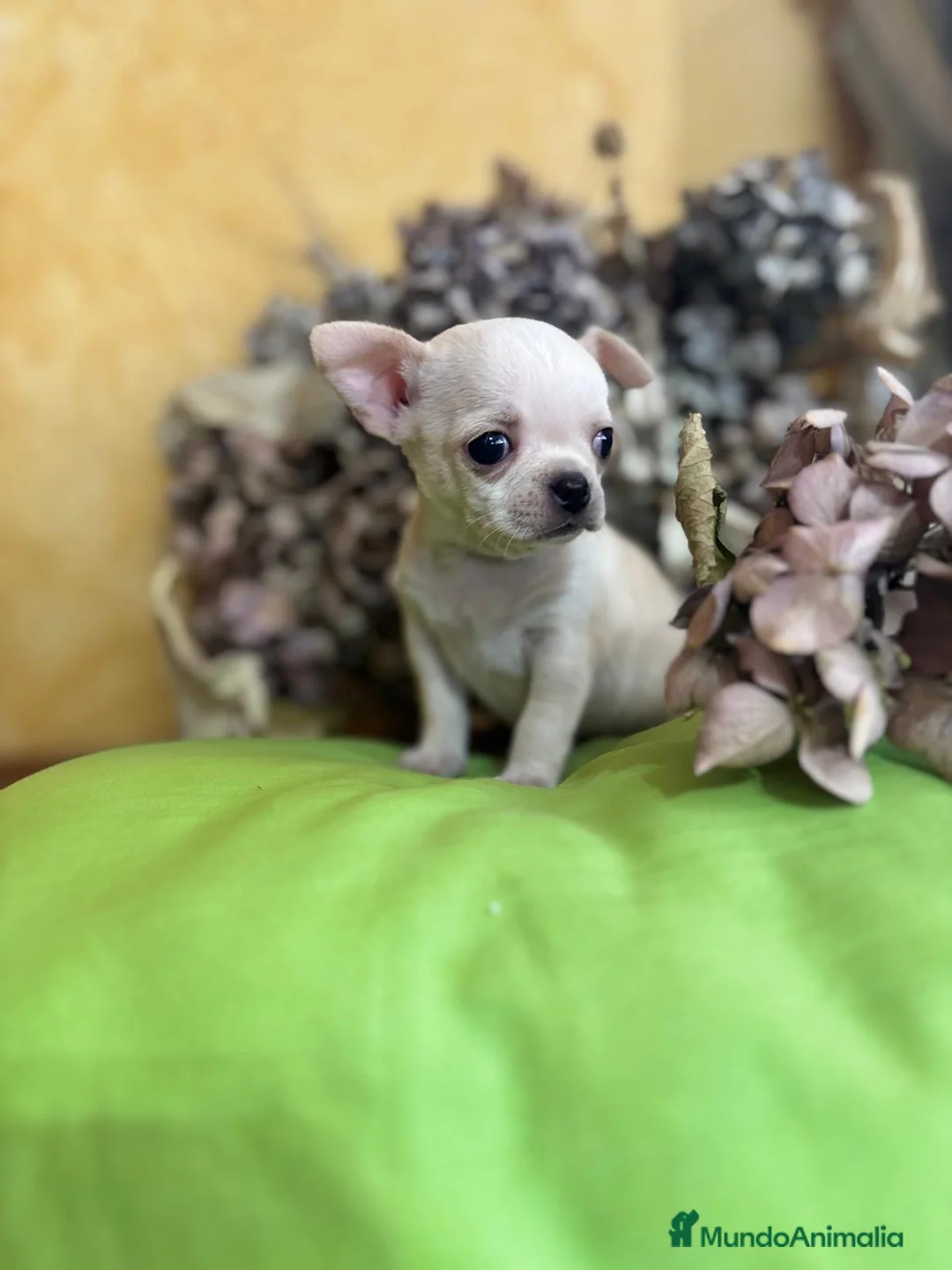 Chihuahua perros en venta: Chihuahuas macho disponible  - Anuncio 6