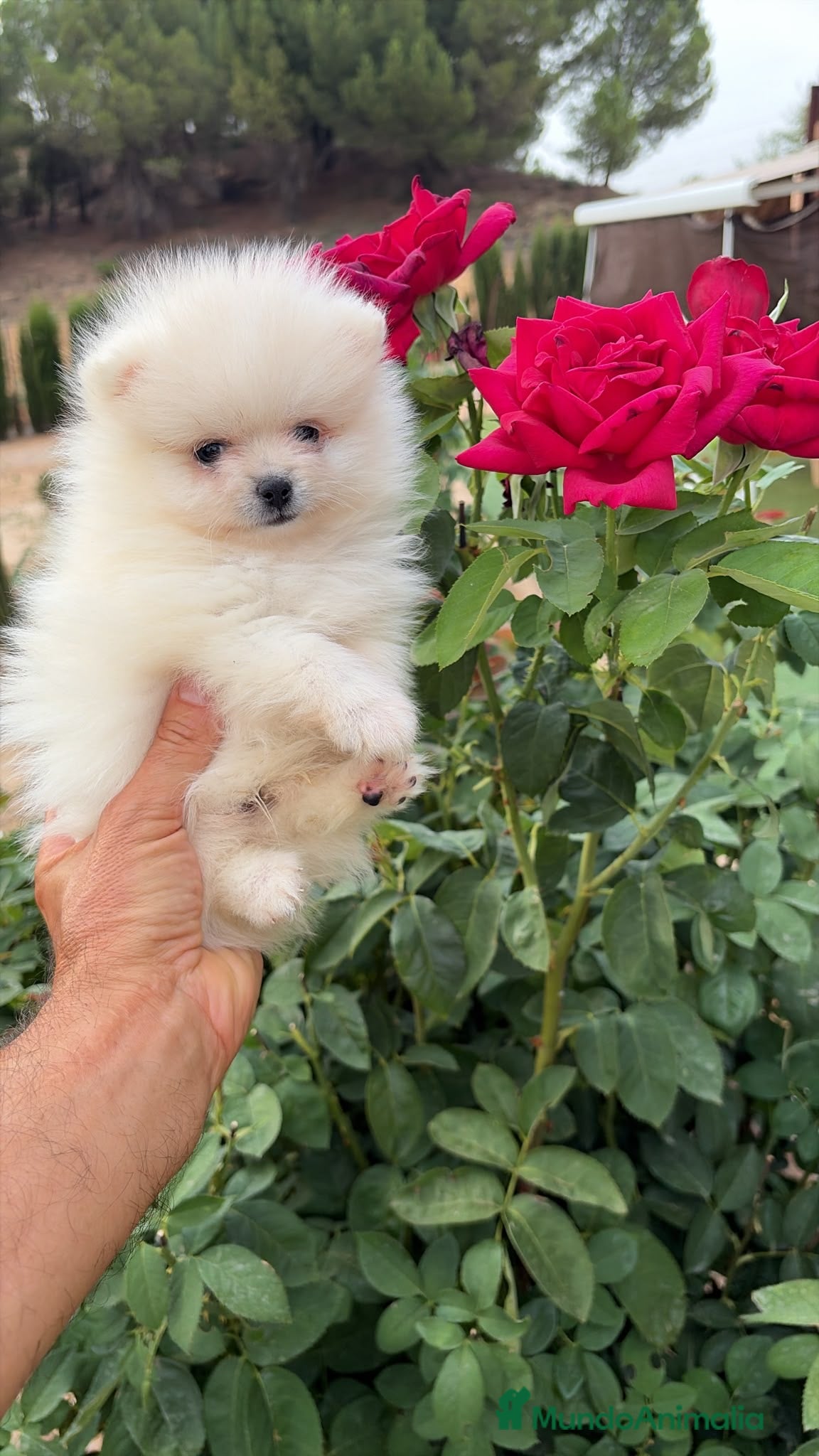 Pomerania perros Pomerania blanco miniatura!!! - Anuncio 1