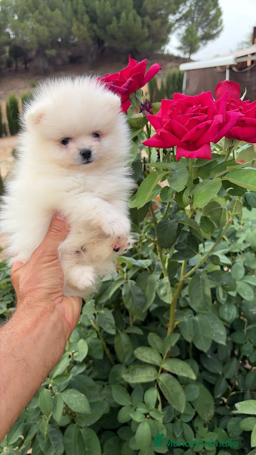 Pomerania perros en venta: Pomerania blanco miniatura!!! - Anuncio 1