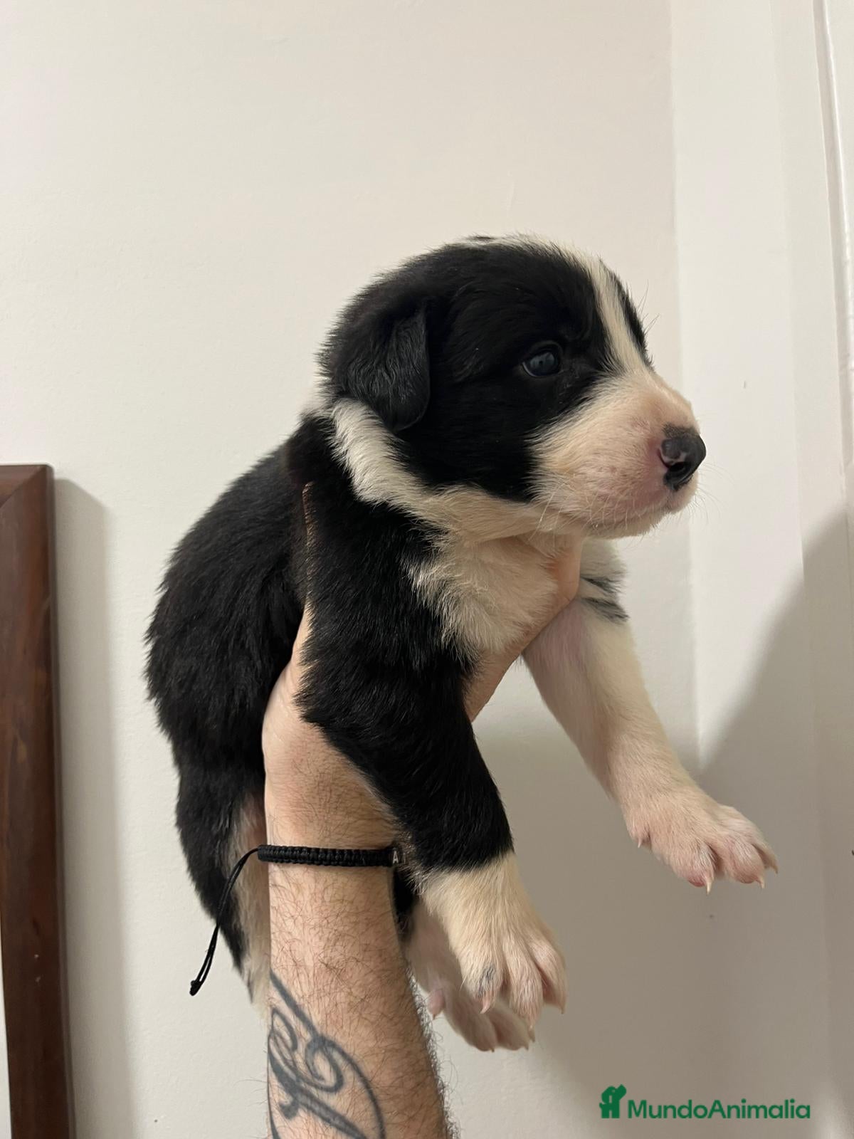 Border Collie perros en venta: Boeder collie  - Anuncio 2