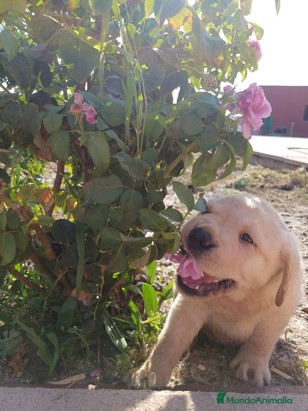 Labrador Retriever perros en venta: Labrador retriever dorado disponible  en Huelva - Anuncio 2
