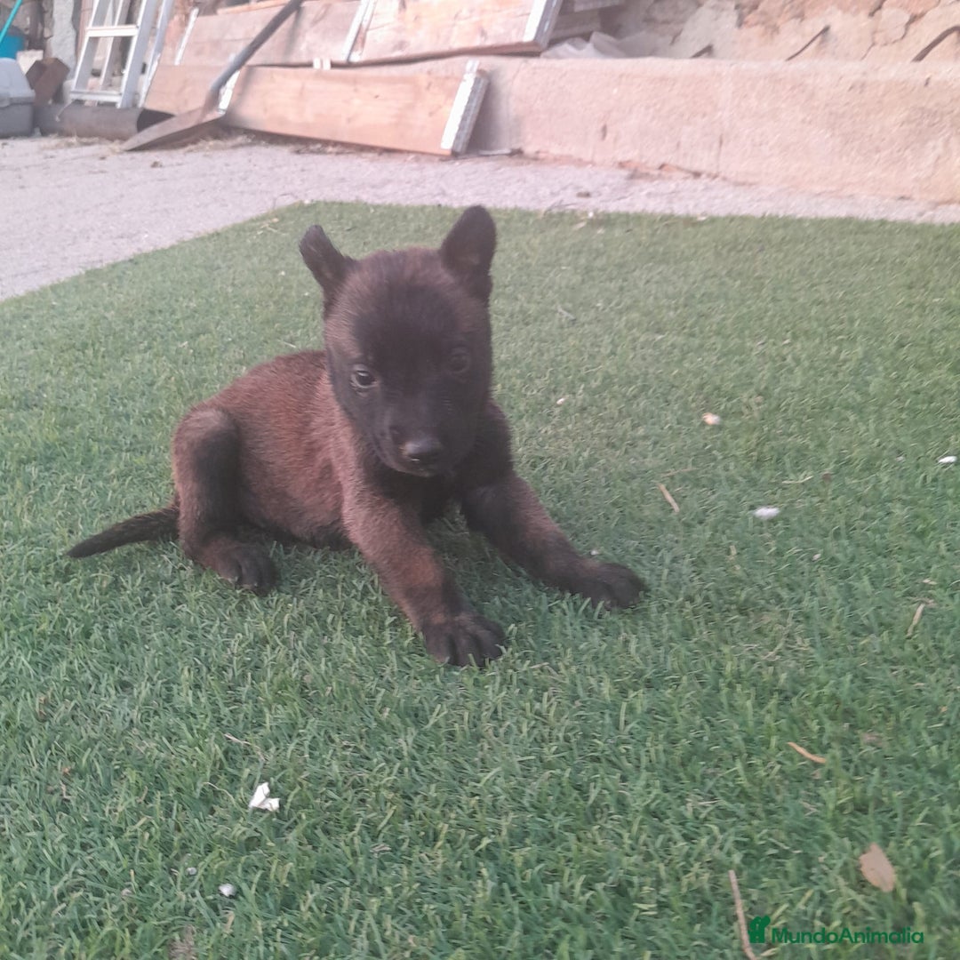 Pastor Belga Malinois perros en venta: PASTOR BELGA MALINOIS - Imagen 9
