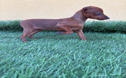 Pinscher Miniatura perros en venta: Machos y hembras Pinscher miniatura toy  - Imagen 20
